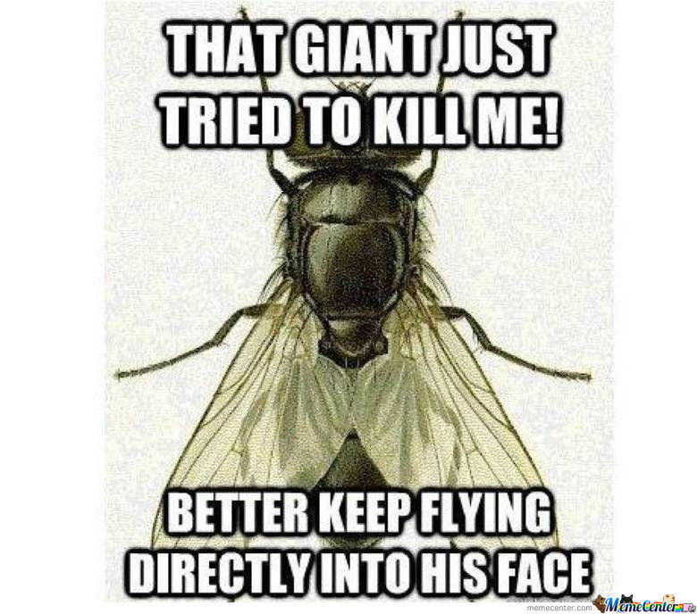 That Giant Just Tried To Kill Me Funny Fly Meme