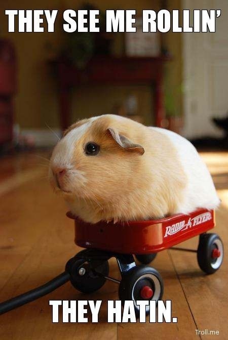 They See Me Rollin They Hatin Funny Bunny Meme
