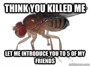 Think You Killed Me Funny Fly Meme
