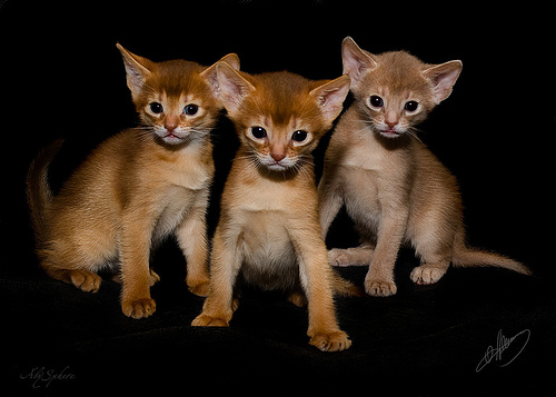 Three Cute Abyssinian Kittens Picture