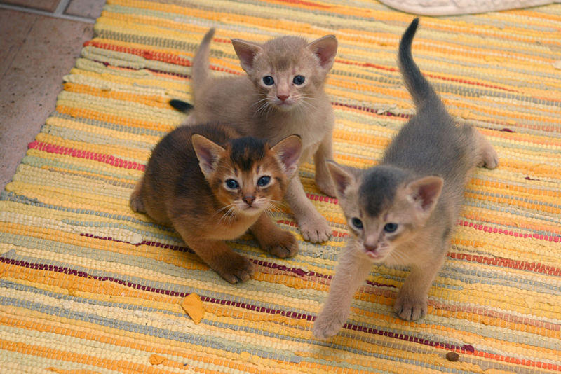 Three Cute Abyssinian Kittens Playing