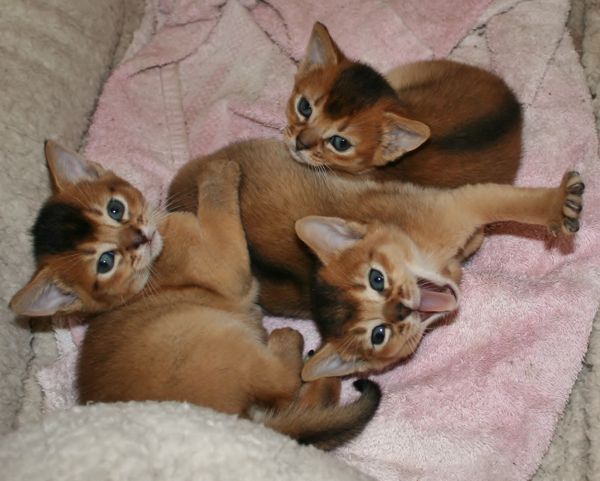 Three Cute Abyssinian Kittens