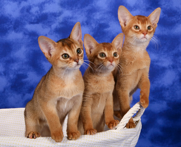 Three Cute Kittens Picture
