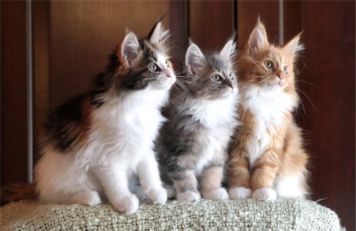 Three Cute Maine Coon Kittens