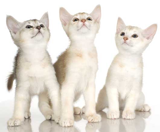 Three Cute White Abyssinian Kitten