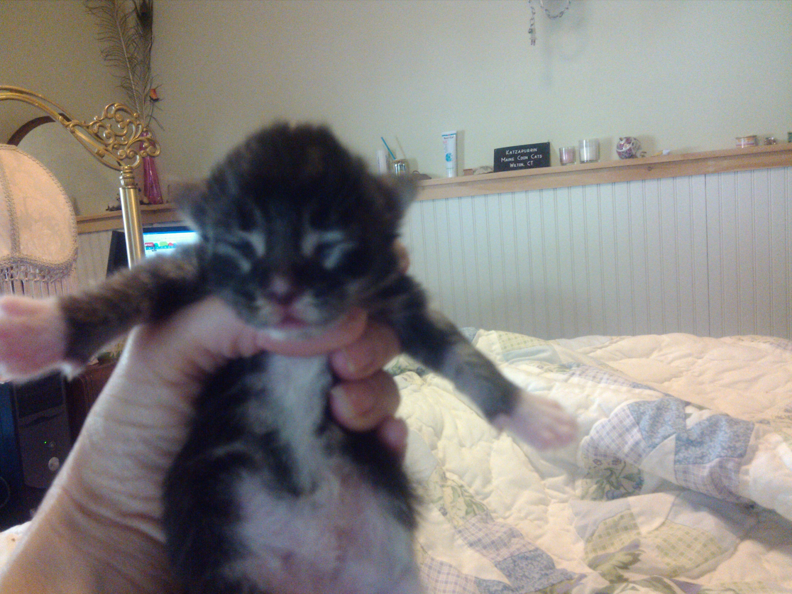 Three Days Old Maine Coon Kitten