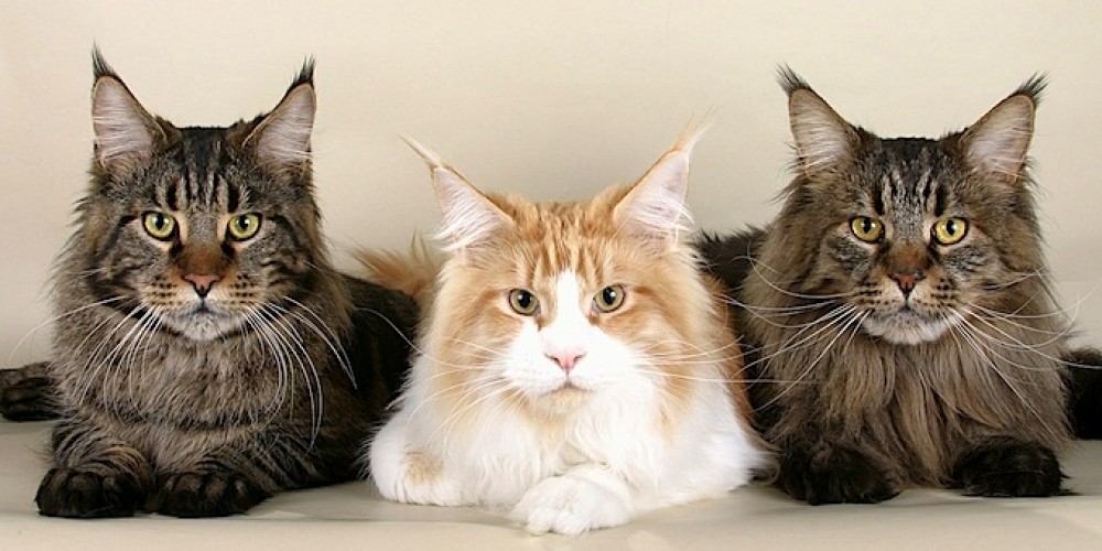 Three Maine Coon Cats Picture