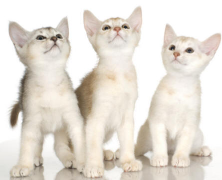 Three White Abyssinian Kittens