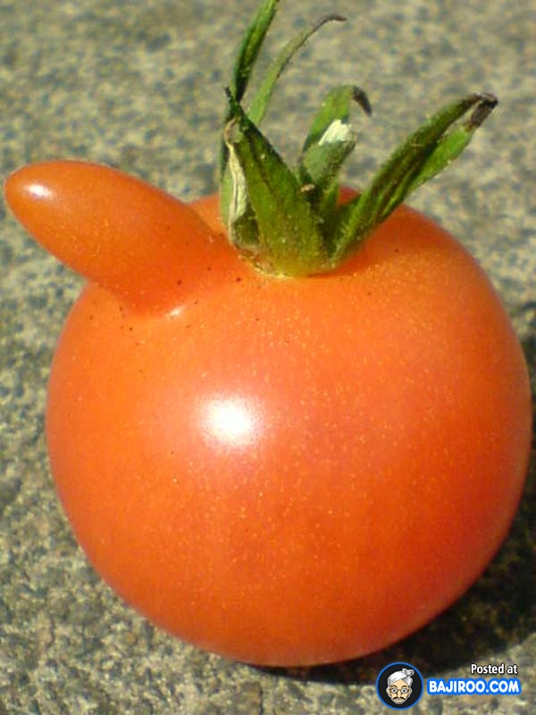 Tomato With Nose Funny Picture