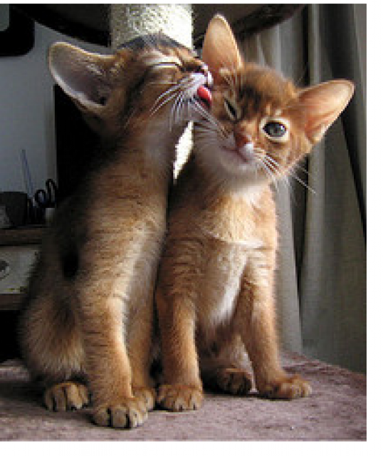 Two Abyssinian Kittens