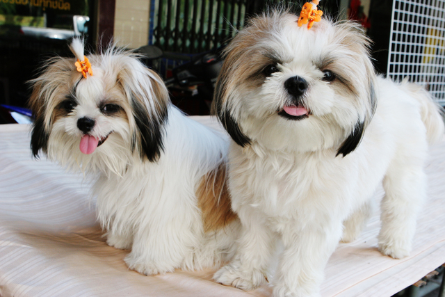 Two Beautiful Shih Tzu Puppies