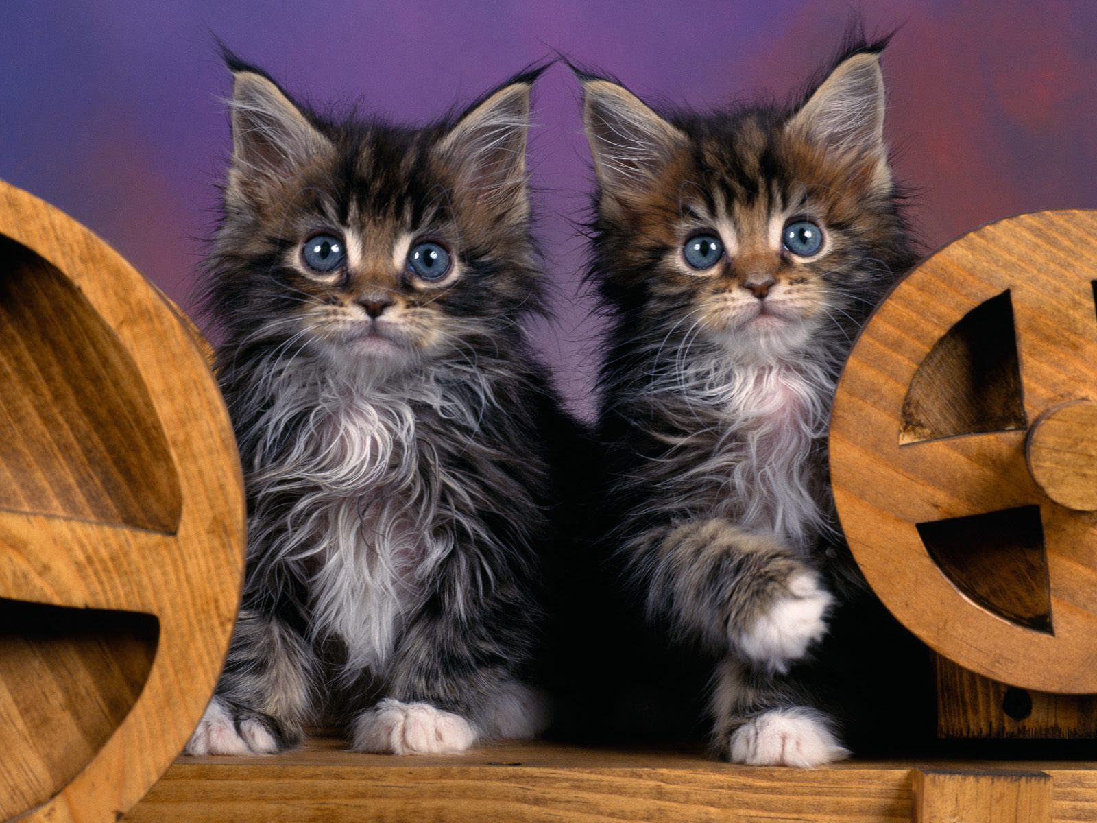 Two Blue Eyed Maine Coon Kittens