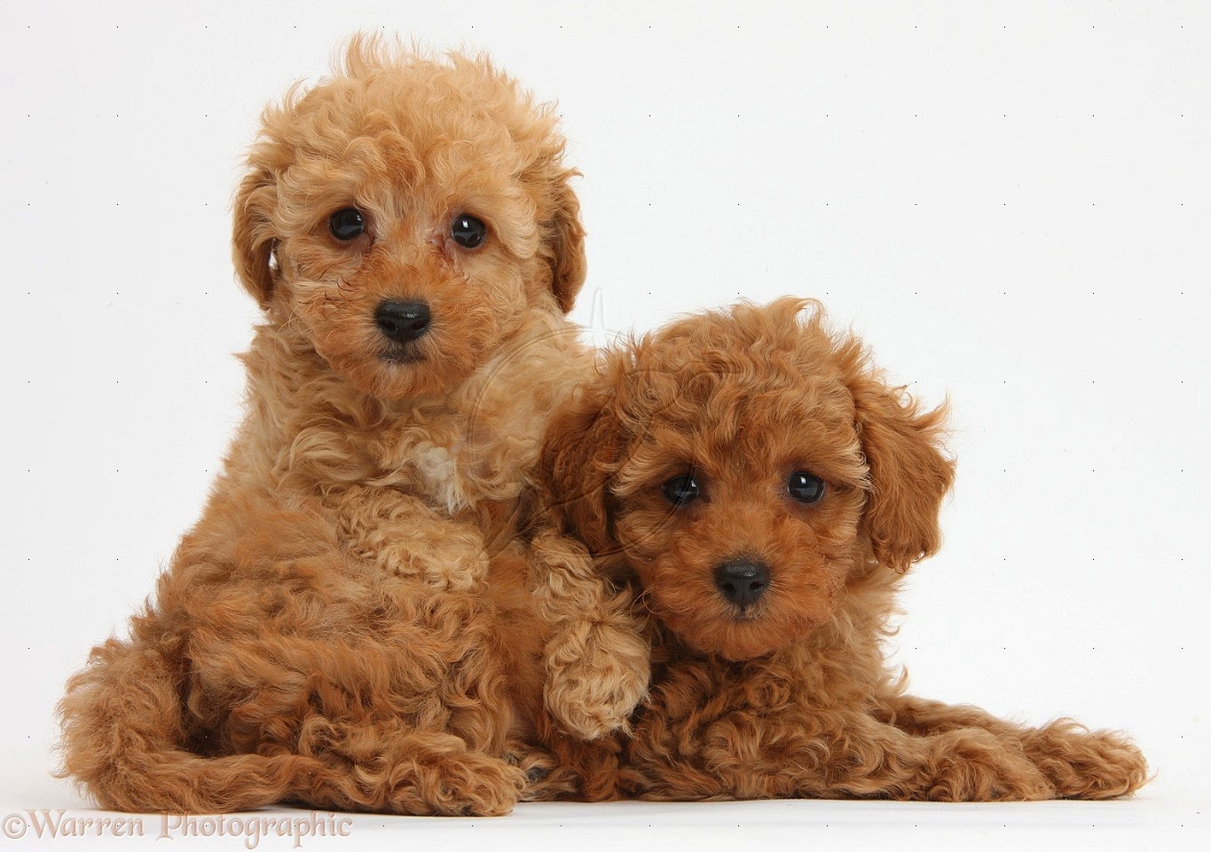Two Brown Poodle Dogs