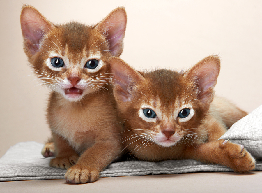 Two Cute Abyssinian Kittens Picture