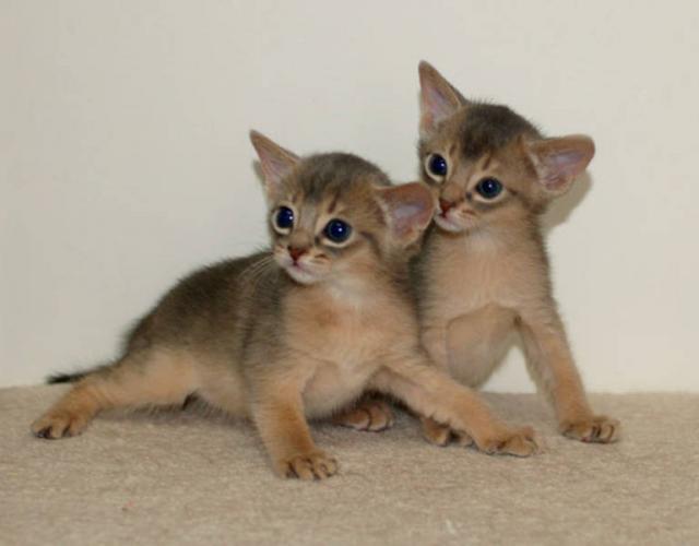 Two Cute Abyssinian Kittens Playing