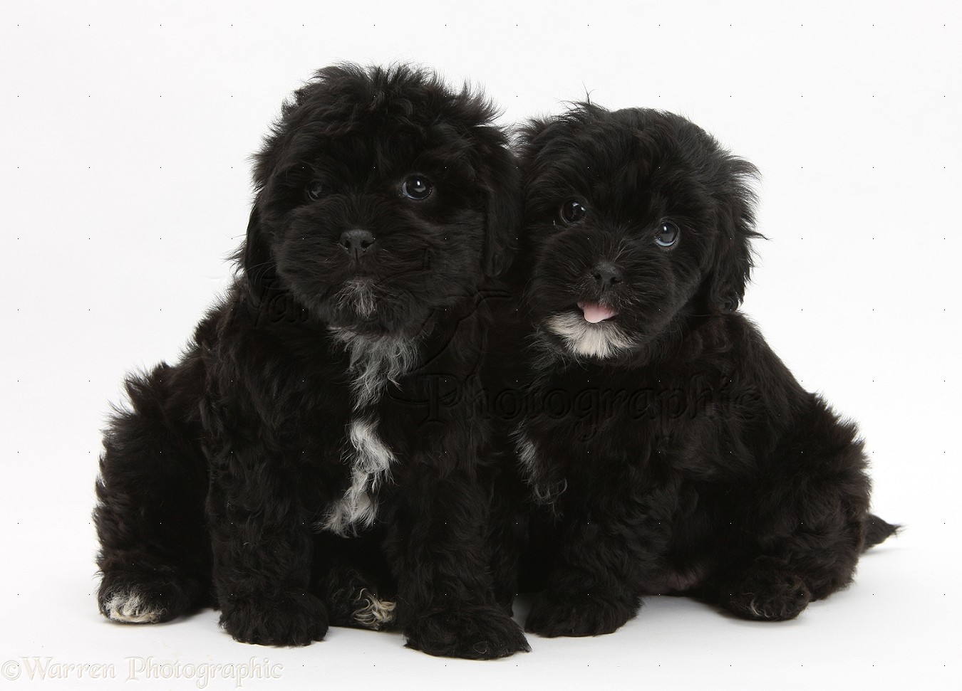 Two Cute Black Shih Tzu Puppies