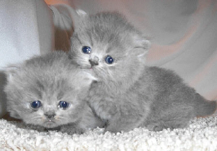 Two Cute Blue Persian Kittens
