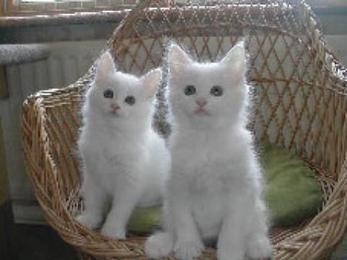 Two Cute Little White Maine Coon Kittens Sitting On Chair