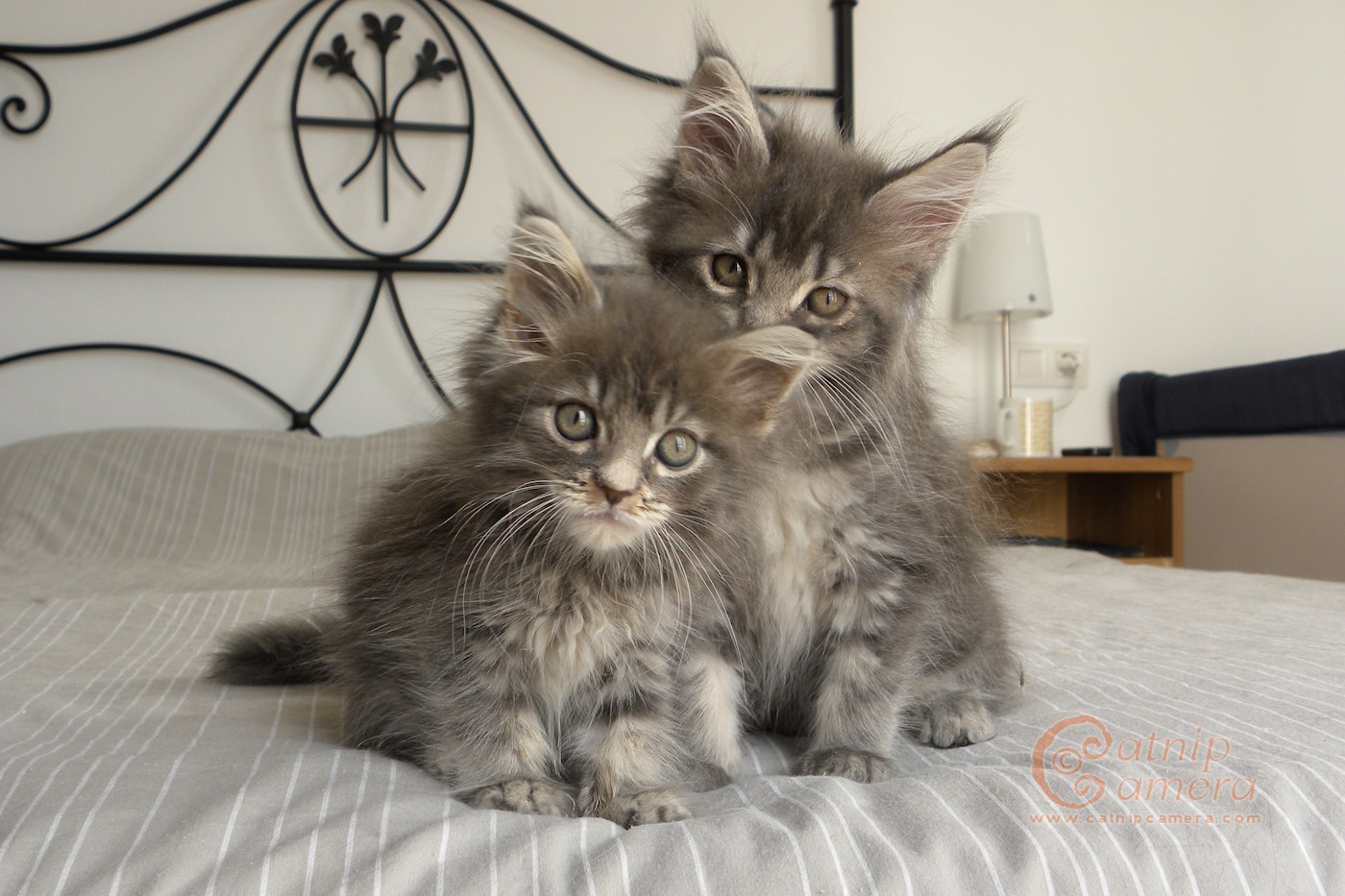 Two Cute Maine Coon Kittens Sitting On Bed