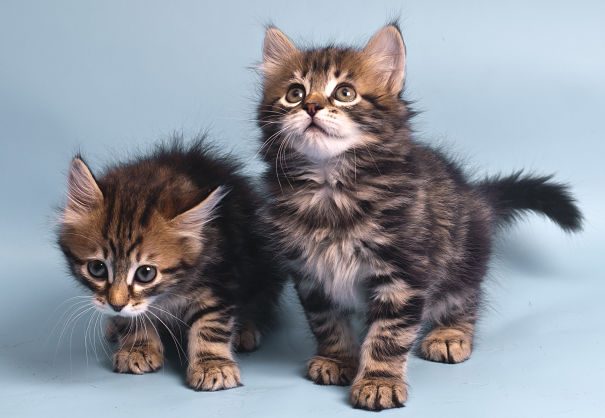 Two Cute Maine Coon Kittens