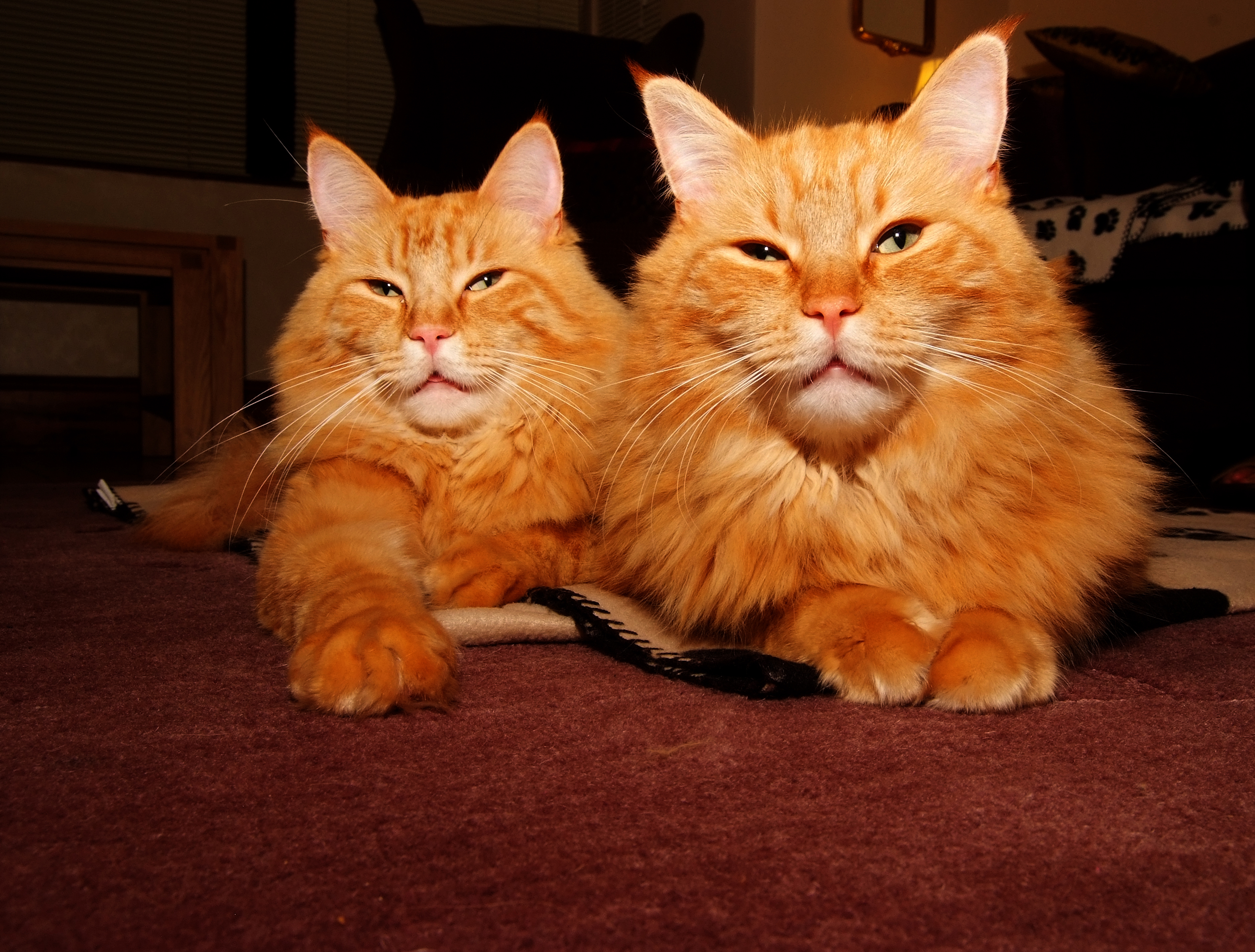 Two Cute Orange Maine Coon Cats