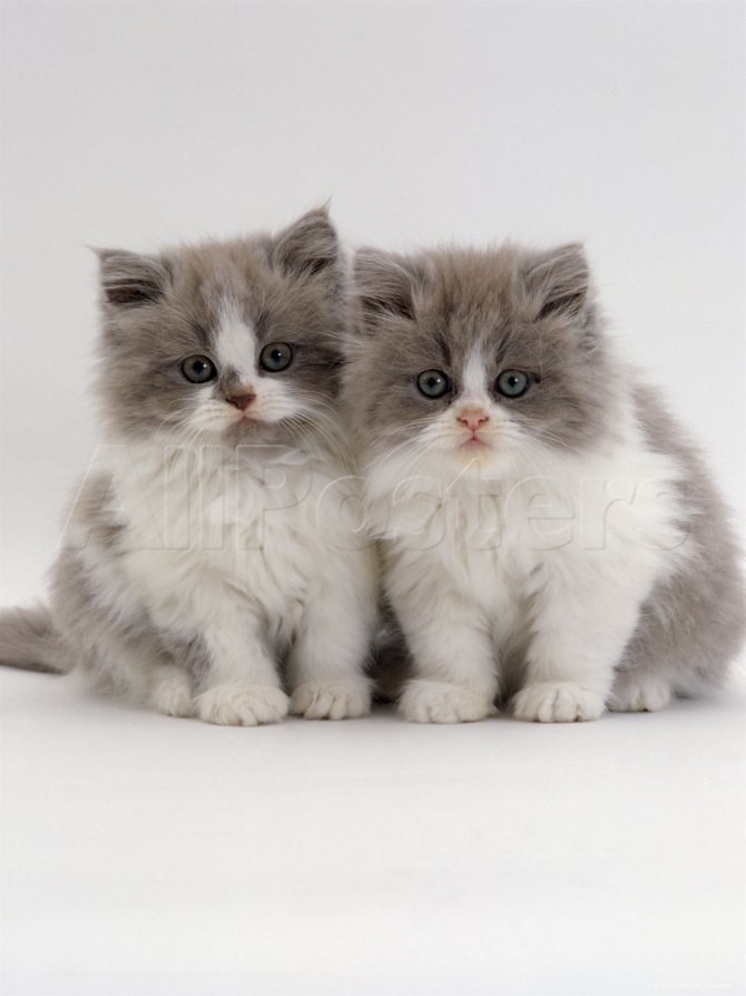 Two Cute Persian Kittens Picture