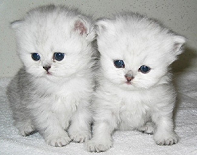 Two Cute Persian Kittens