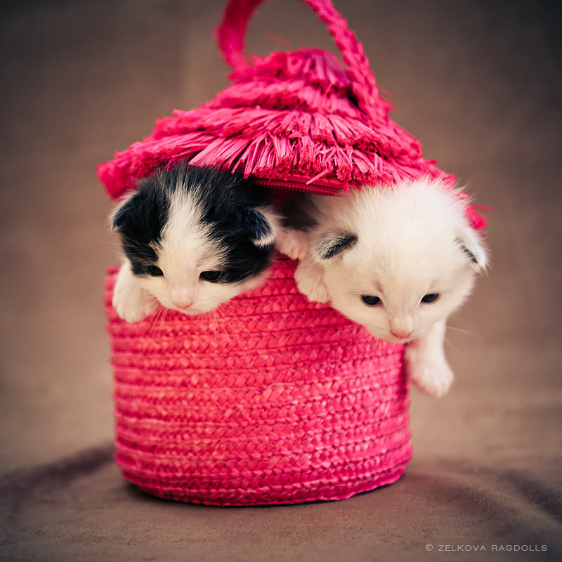 Two Cute Ragdoll Kittens In Basket