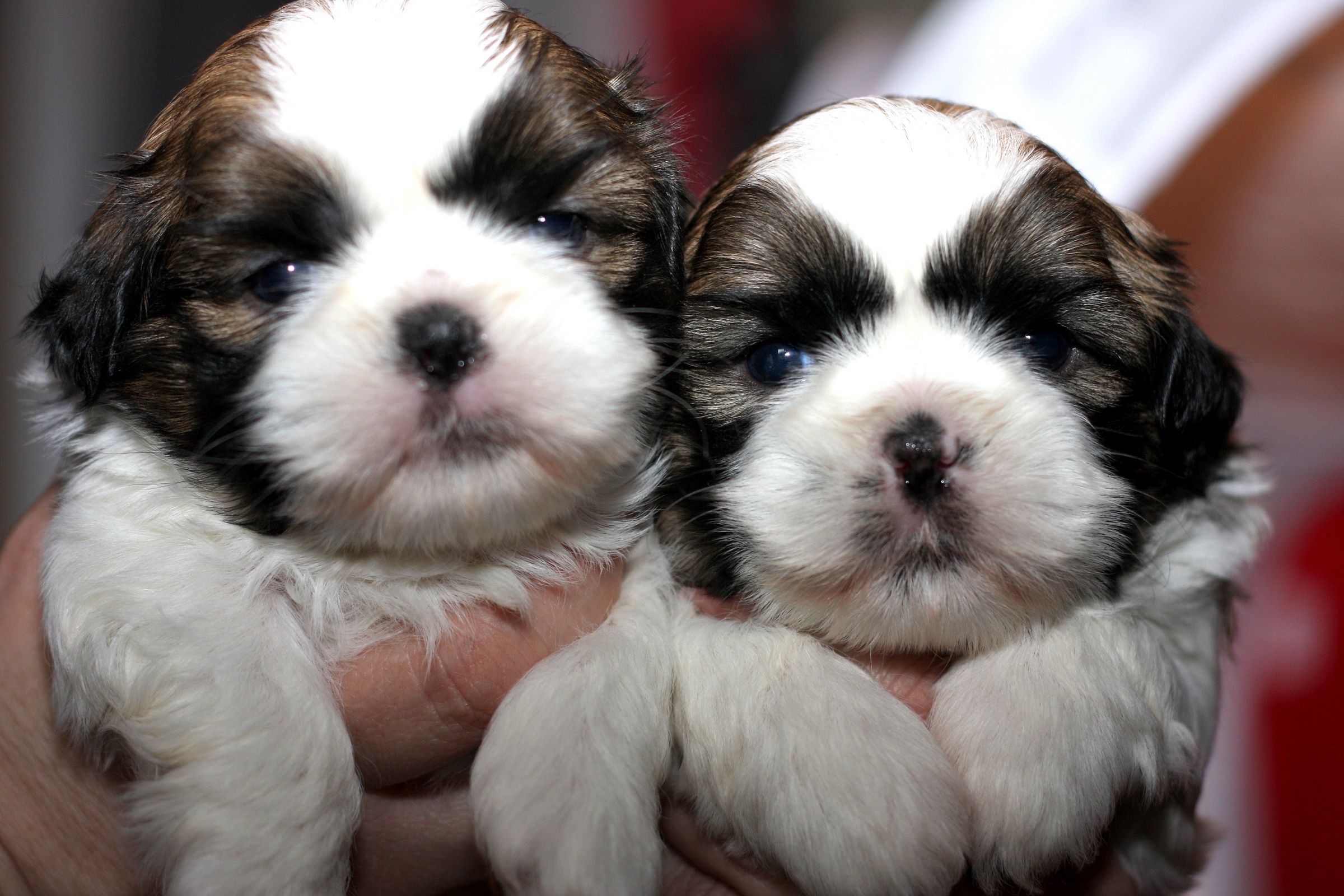Two Cute Shih Tzu Puppies In Hand