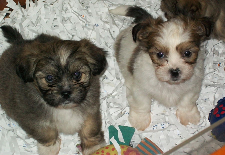 Two Cute Shih Tzu Puppies Picture
