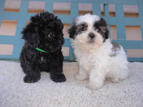 Two Cute Shih Tzu Puppies