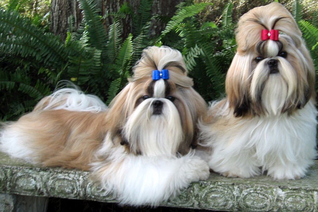 Two Cute Shih Tzu Puppies