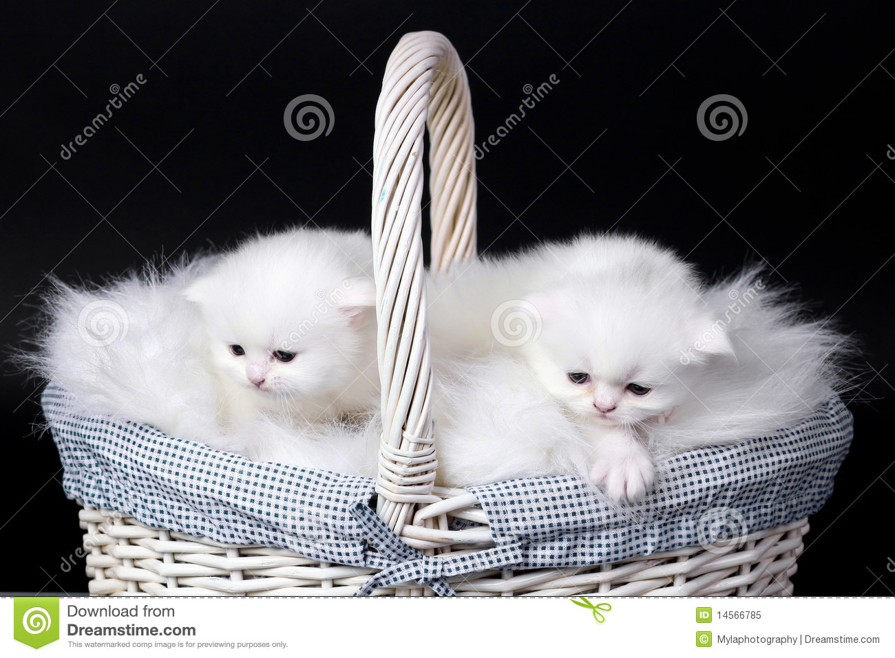 Two Cute White Persian Kittens In Basket