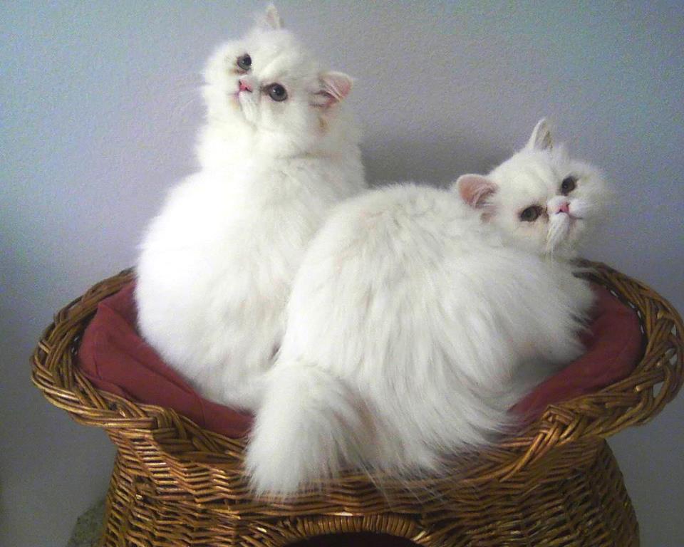 Two Cute White Persian Kittens Sitting On Basket