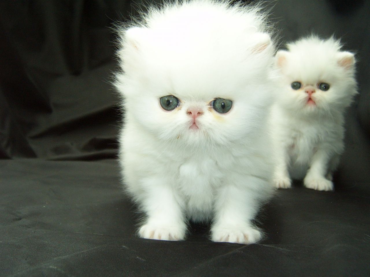 Two Cute White Persian Kittens