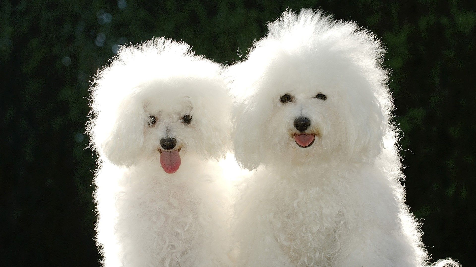 Two Cute White Poodle Dogs Picture