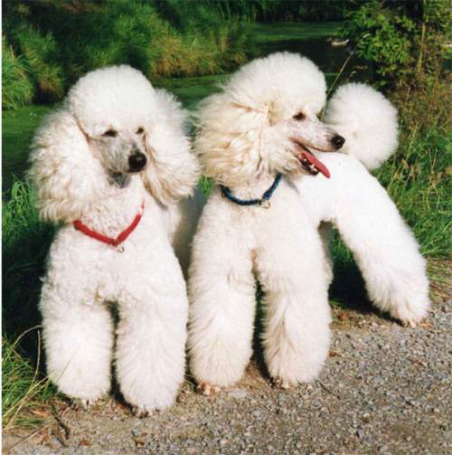 Two Cute White Poodle