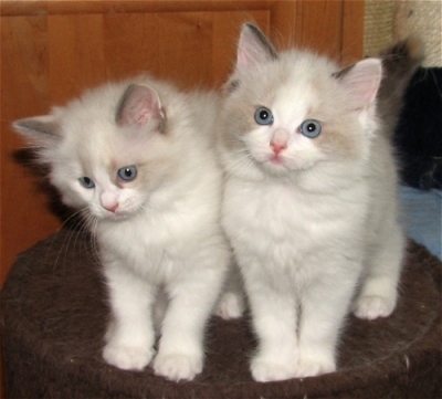 Two Cute White Ragdoll Kittens