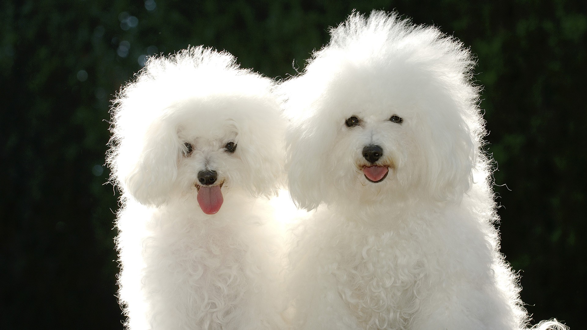 Two Pure White Poodle Dogs Picture