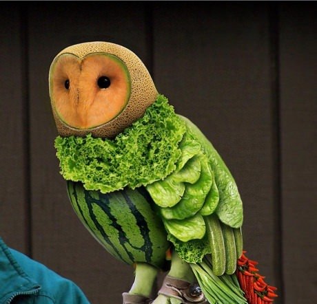 Vegetable & Fruit Owl Funny Picture