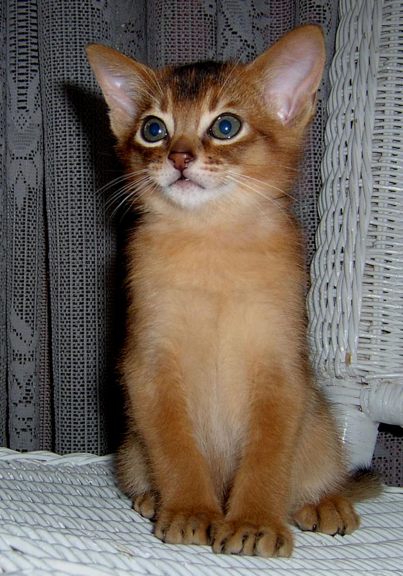 Very Beautiful Abyssinian Kitten Picture