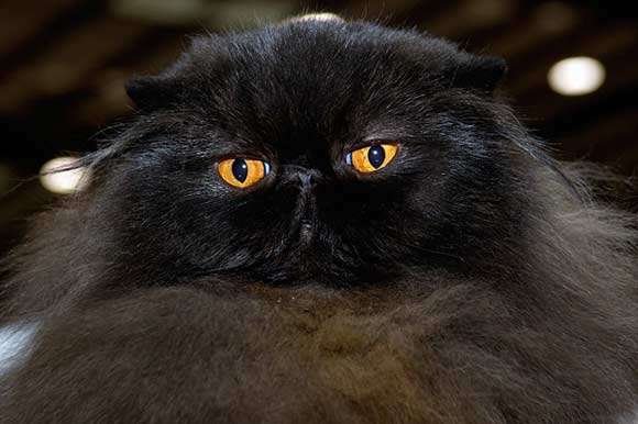 Very Beautiful Black Persian Cat