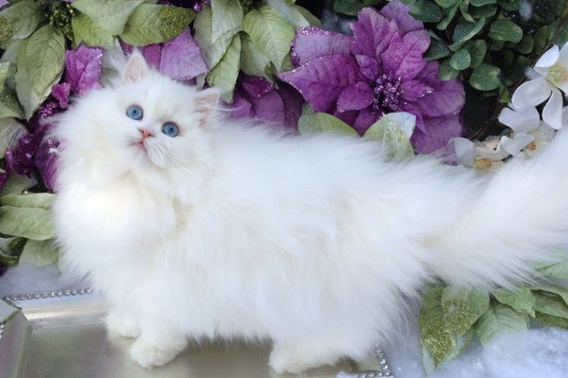 Very Beautiful Blue Eyed White Persian Kitten