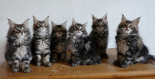 Very Beautiful Group Of Maine Coon Kittens
