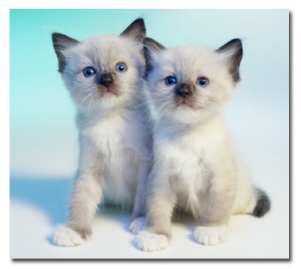 Very Cute Blue Eyes Ragdoll Kittens
