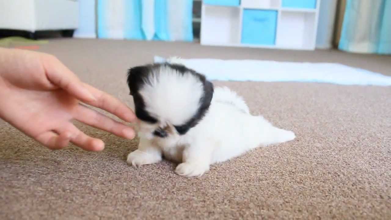 Very Cute New Born Shih Tzu Puppy