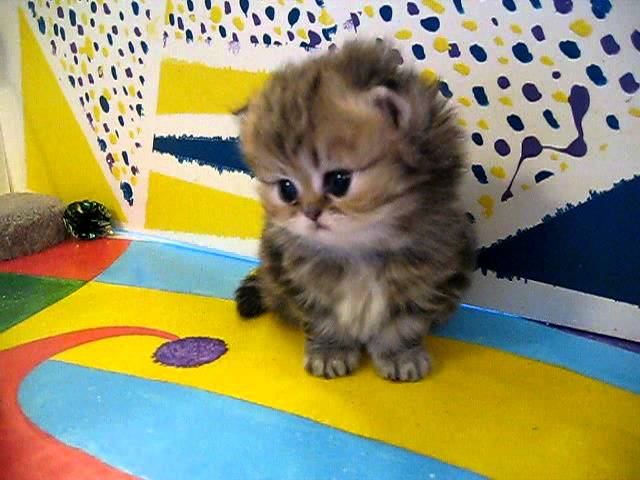 Very Cute Persian Kitten
