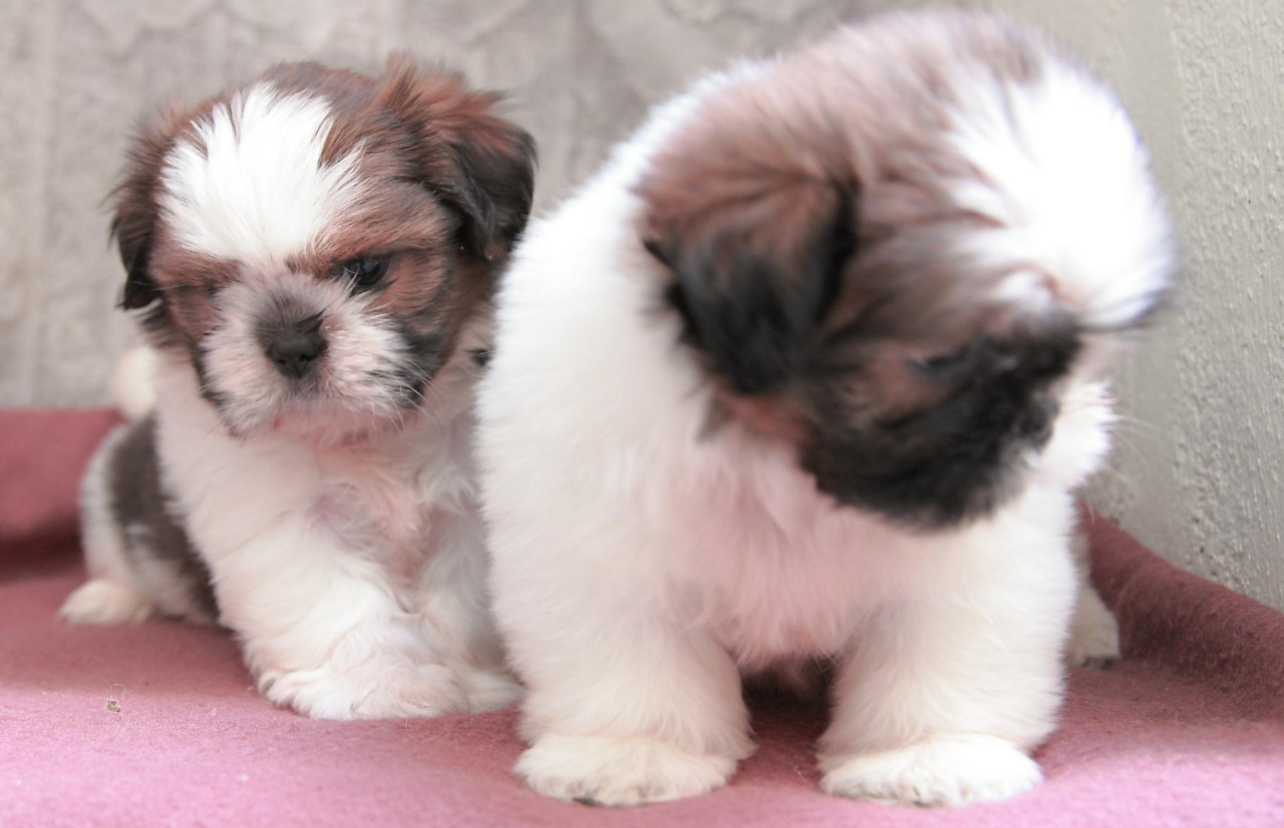 Very Cute Shih Tzu Puppies