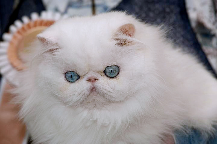 Snow White White Persian Cat With Blue Eyes Kitten