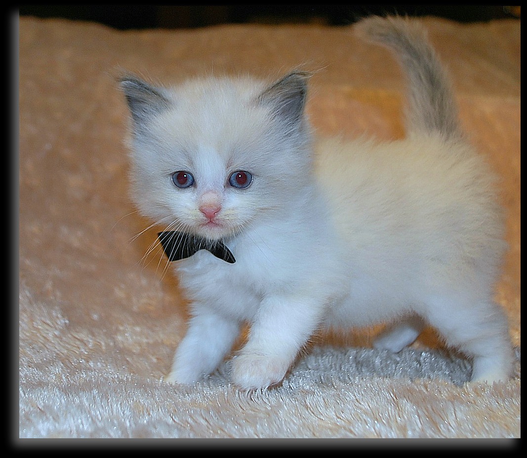 Very Cute White Ragdoll Kitten With Black Bow